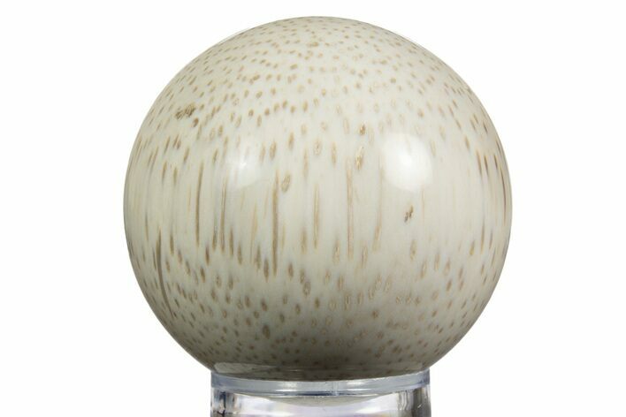 Polished Petrified Palmwood (Palmoxylon) Sphere - Texas #330145